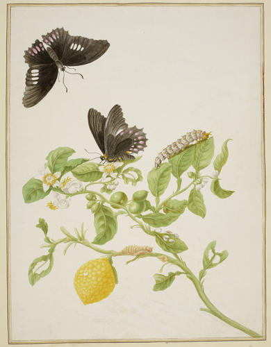 Key Lime with Ruby Spotted Swallowtail Butterfly Key Lime with Ruby Spotted Swallowtail Butterfly