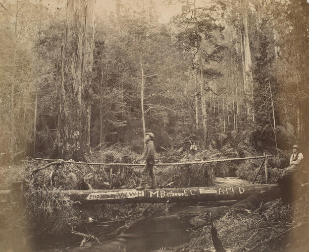 The Cruise of HMS Bacchante 1879-1882: Crossing place at Morley's Track, Victoria, Australia The Cruise of HMS Bacchante 1879-1882: Crossing place at Morley's Track, Victoria, Australia