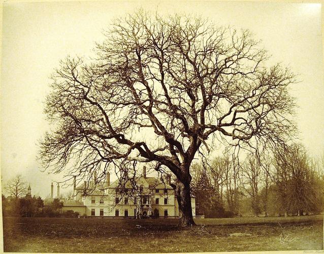 Walnut Tree in front of the old Sandringham House