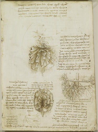 Recto: The mesentery of the bowel and its blood supply, with notes. Verso: The brachial plexus