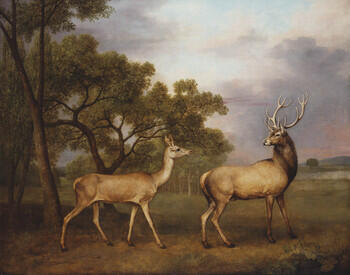 Red Deer: A Stag and a Hind