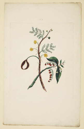 A Collection of exotics from the Island of Antigua / by a Lady