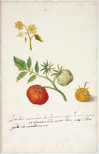 A sprig of a tomato plant