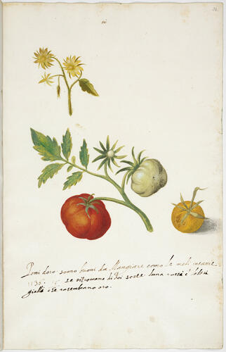 Tomato (Lycopersicon esculentum Mill. )