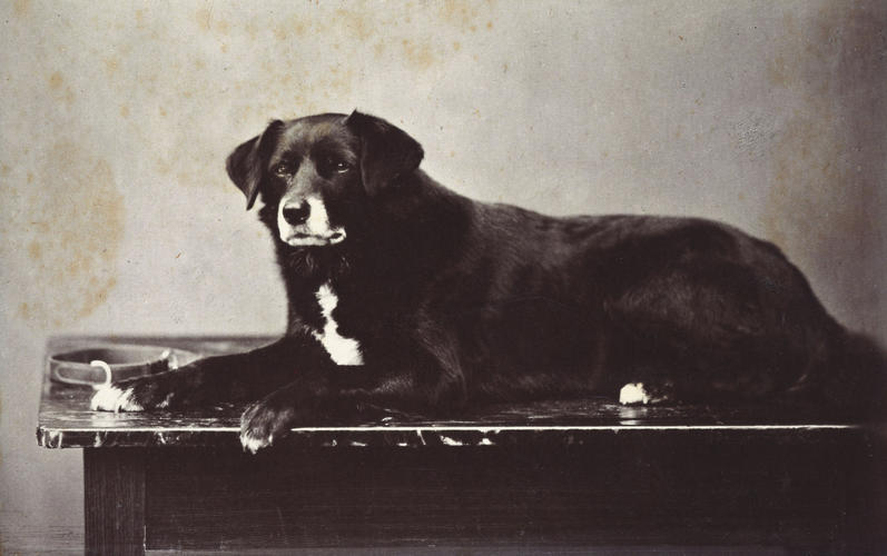 Sharp, Queen Victoria's favourite Collie, aged 8 years, 1872