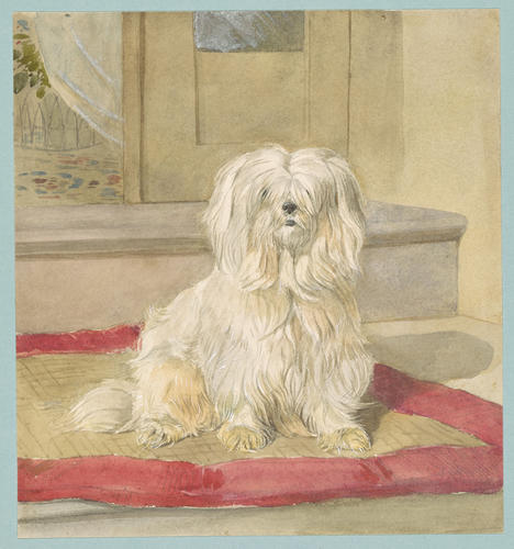 Dog, perhaps Lambkin, seated on a doorstep
