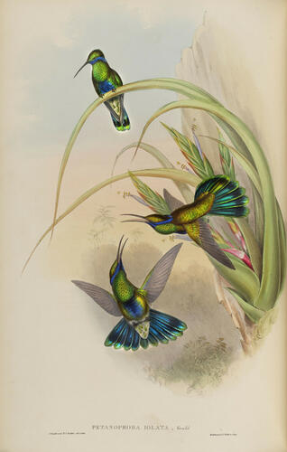 A Monograph of the Trochilidae, or family of humming-birds ; v. 3 / John Gould