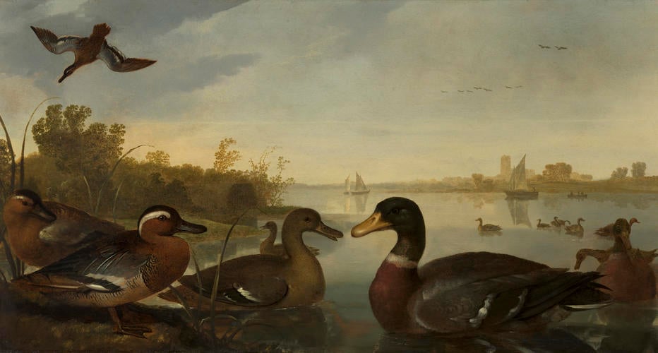Ducks on the River Maas near Dordrecht