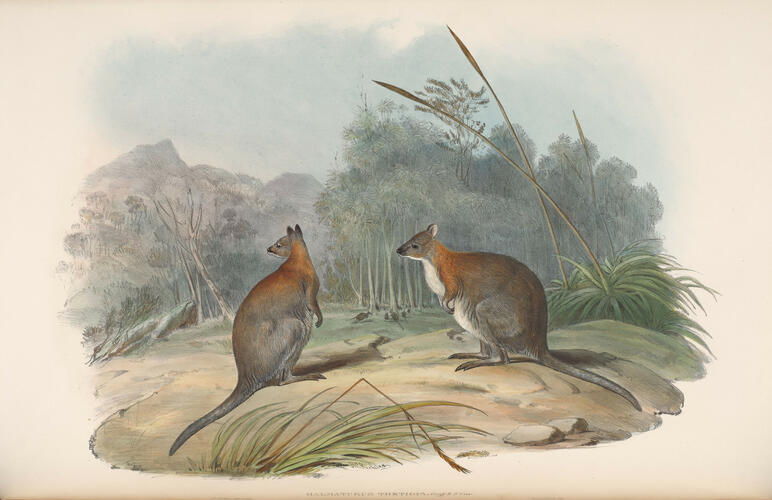 The Mammals of Australia ; v. 2 / by John Gould The Mammals of Australia ; v. 2 / by John Gould