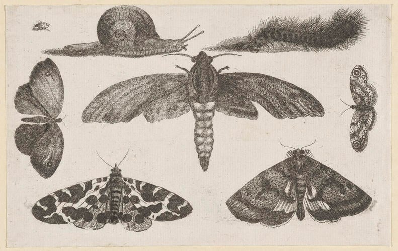 Six Insects, a Caterpillar, and a Snail Six Insects, a Caterpillar, and a Snail