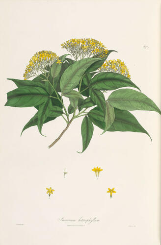 Plantae asiaticae rariores; or, descriptions and figures of a select number of unpublished East Indian plants. Volume 3, containing plates CCI-CCC / by Nathaniel Wallich