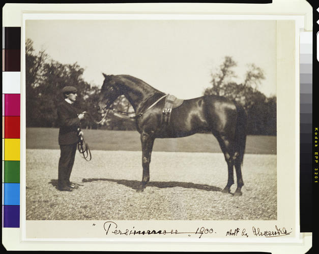 Persimmon, the Prince of Wales's horse, 1900