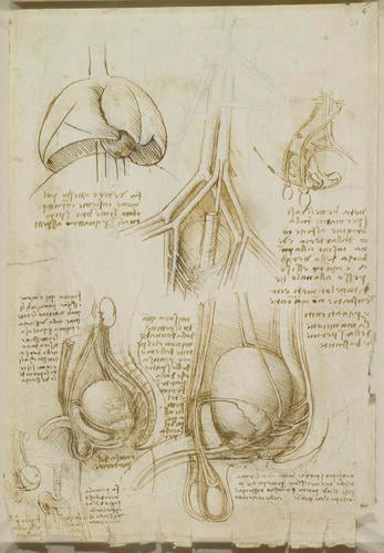 The male genito-urinary system