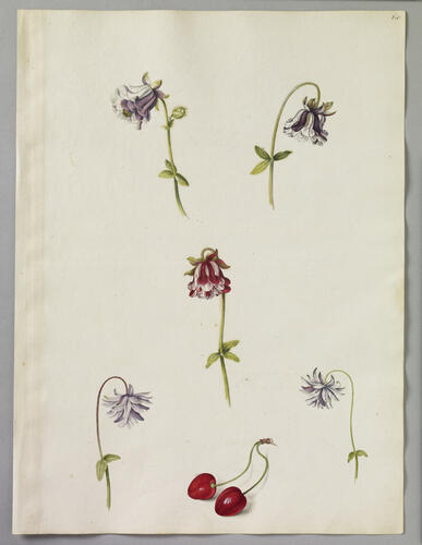 Studies of Double Columbines and Duke Cherries