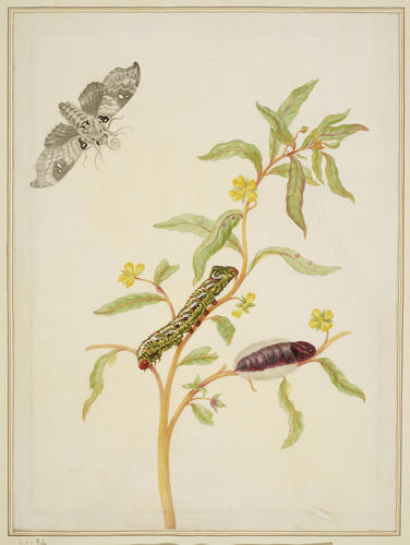 Mexican Primrose-Willow with Madoryx bubastus moth