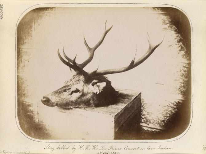 'Stag killer by H. R. H. The Prince Consort on Cairn Lochan' 'Stag killer by H. R. H. The Prince Consort on Cairn Lochan'