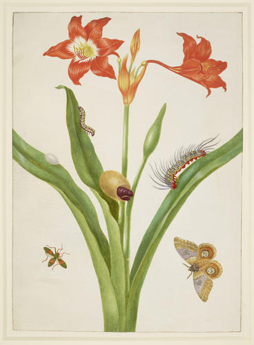 Barbados Lily with Bullseye Moth and Leaf-Footed Bug