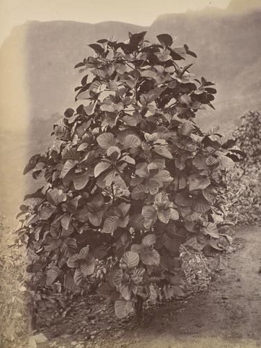 Hybrid Cinchona