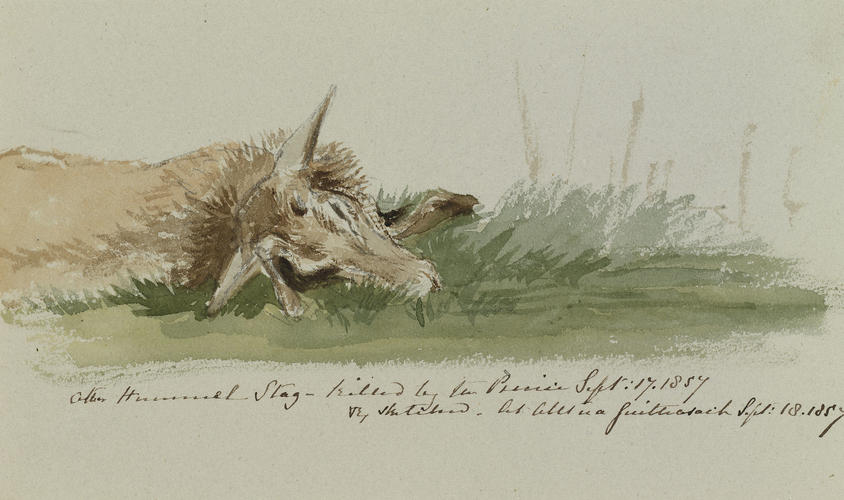 Other Hummel Stag - killed by the Prince Sept: 17. 1857