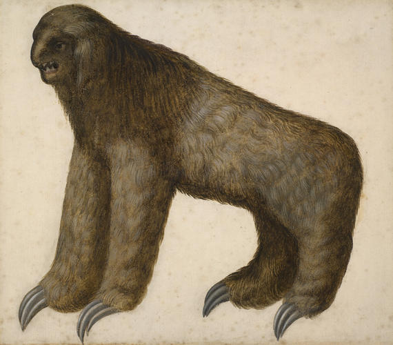 Maned three-toed sloth