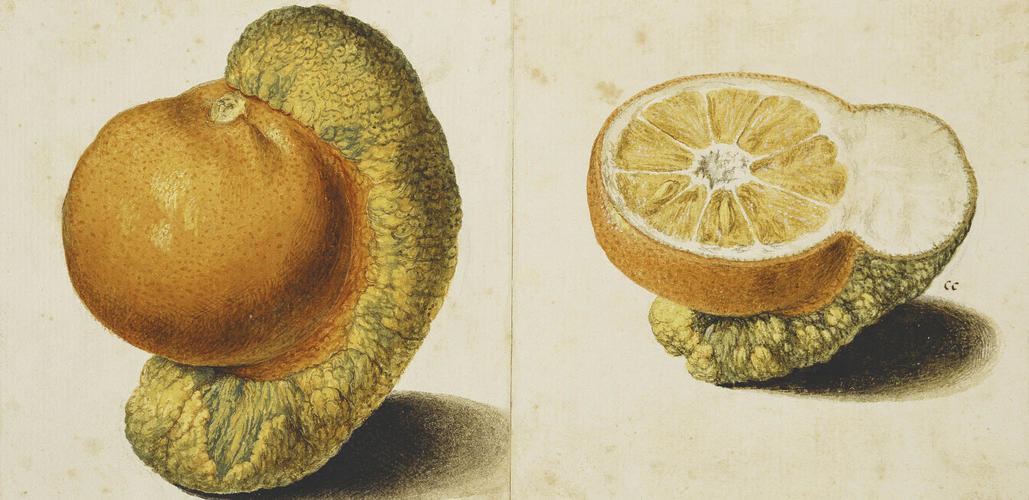 Citron + sour orange (?), Citrus medica L. + Citrus aurantium L. (?): chimeric whole fruit