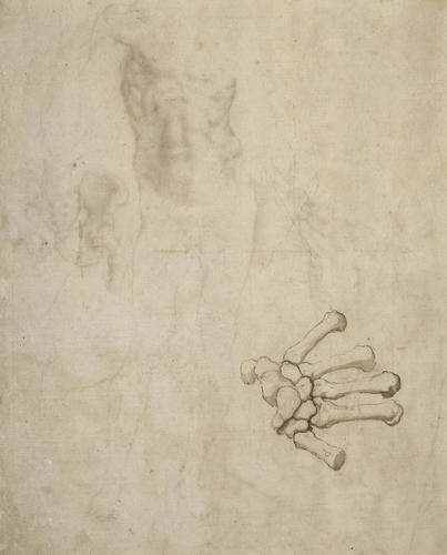Studies of a male nude, and the bones of the hips Studies of a male nude, and the bones of the hips