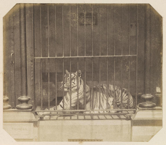 Indian Tigress, London Zoo