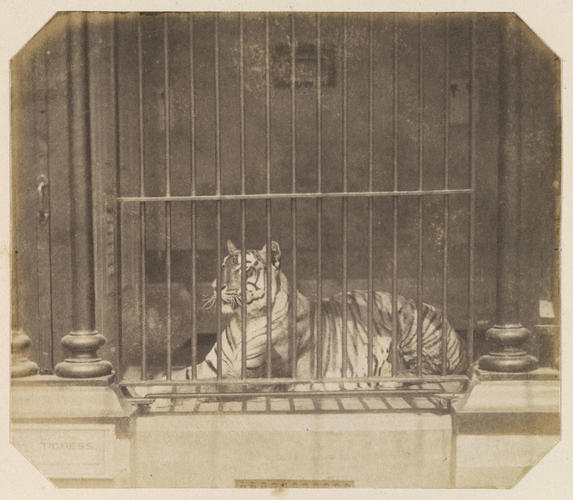 Indian Tigress, London Zoo Indian Tigress, London Zoo