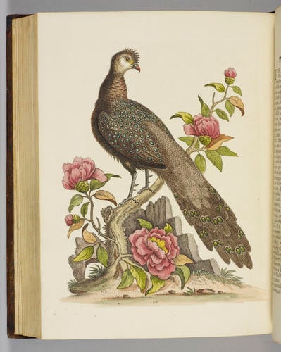 A Natural history of uncommon birds and of some other rare and undescribed animals. . . in four parts ; pts 1 and 2 / by George Edwards