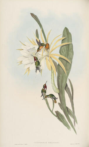 A Monograph of the Trochilidae, or family of humming-birds ; v. 3 / John Gould