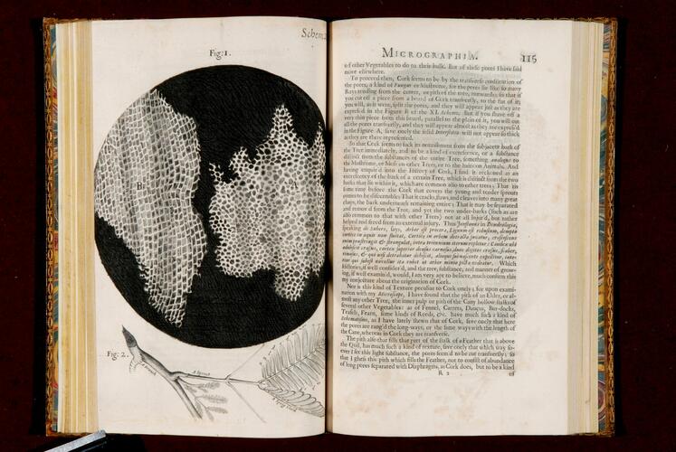 Micrographia, or, Some physiological descriptions of minute bodies made by magnifying glasses : with observations and inquiries thereupon / by R. Hooke . .