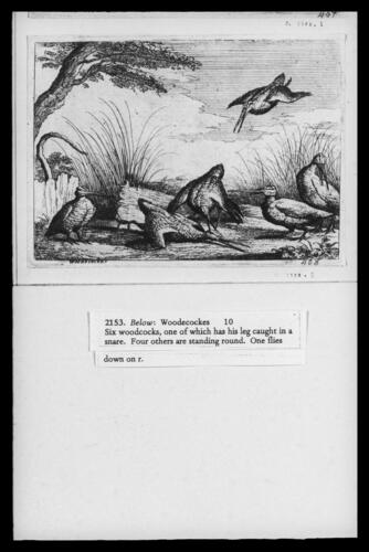 Woodcocks Woodcocks