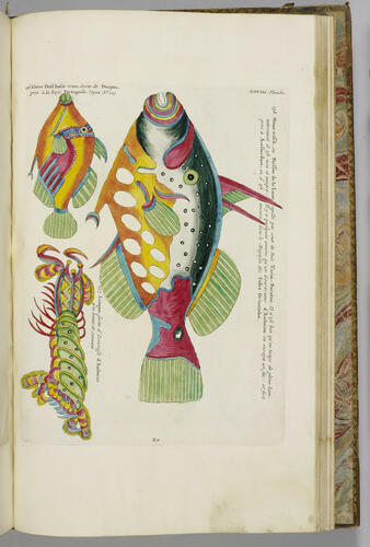 Poissons, écrevisses et crabes. . . que l'on trouve autour des Isles Moluques, et sur les côtes des Terres Australes. . . / Louis Renard