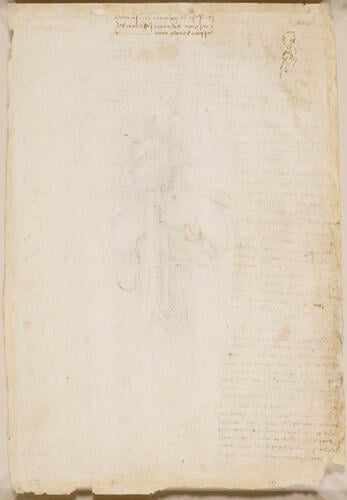 Recto: The heart, lungs, liver, spleen and kidneys, with blood vessels, and notes. Verso: A figure in profile showing the position of the lungs, with notes
