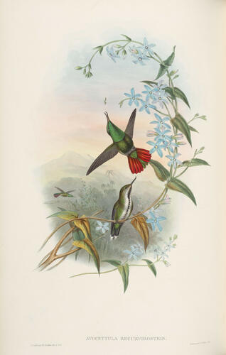A Monograph of the Trochilidae, or family of humming-birds ; v. 3 / John Gould
