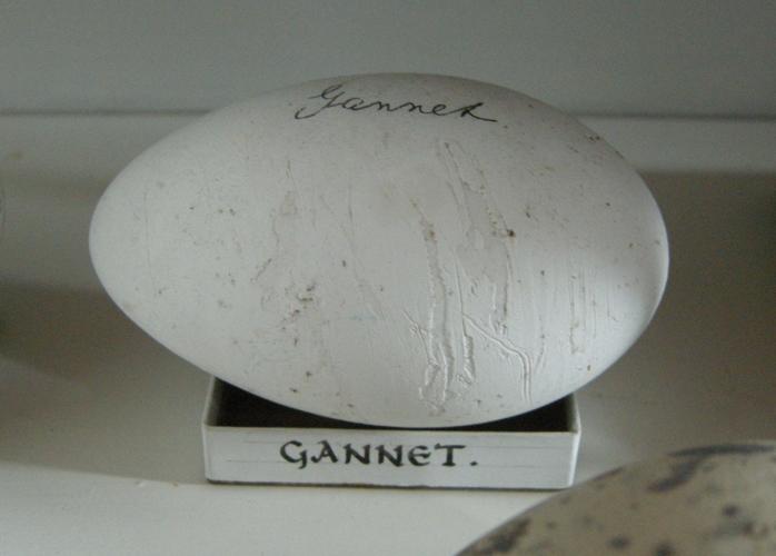 Gannet's egg