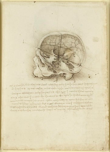 Recto: The cranium sectioned. Verso: The skull sectioned