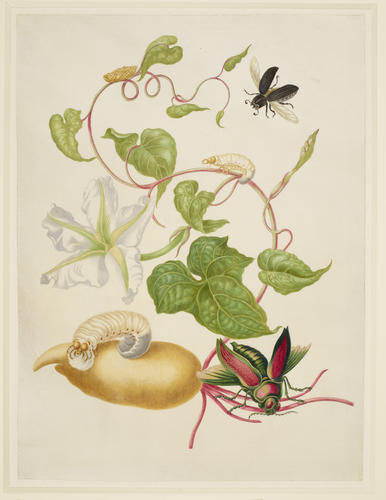 Tropical White Morning Glory with two beetles Tropical White Morning Glory with two beetles