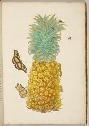 Metamorphosis insectorum Surinamensium, . . . tum etiam generatio ranarum, busonum rariorum, . . . omnia in America ad vivum . . . / picta atque descripta per Marian Sibyllam Merian