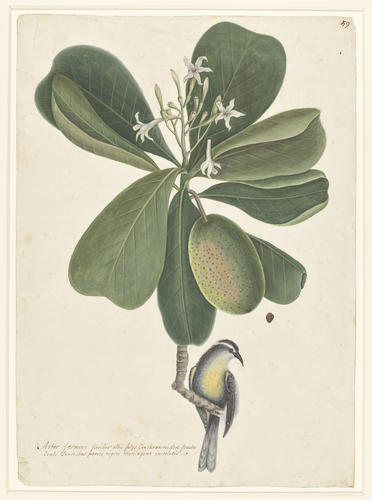 The Bahama Titmouse and the Seven Years Apple