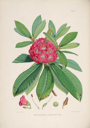 The Rhododendrons of Sikkim-Himalaya : being an account, botanical and geograhpical, of the rhododendrons recently discovered in the mountains of Eastern Himalaya, . . . / by Joseph Dalton Hooker ; edited by Sir W. J. Hooker