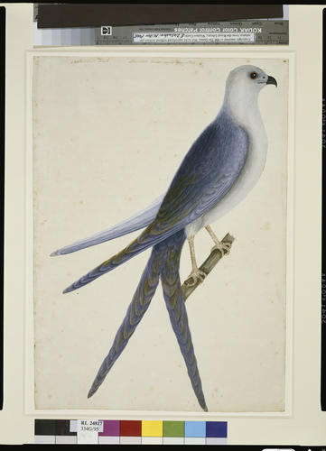 The Swallow-Tail Hawk