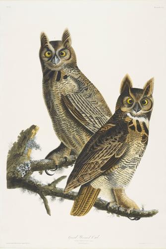 The Birds of America, from original drawings ; [v. 1] / by John James Audubon