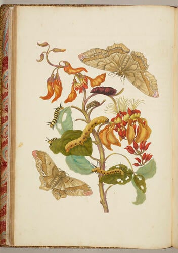 Metamorphosis insectorum Surinamensium. In qua erucae ac vermes Surinamenses, cum omnibus suis transformationibus, ad vivum delineatur & describuntur, singulis eorum in plantas, flores & fructus colloeatis, in quibus reperta sunt; tum etiam generatio ranarum, busonum rariorum, lacertarum, serpentatum, araconium & formicarium exhibitur, omnia in America ad virum naturalis magnitudinae picta atque descripta / per Mariam Sibyllam Merian Metamorphosis insectorum Surinamensium. In qua erucae ac vermes Surinamenses, cum omnibus suis transformationibus, ad vivum delineatur & describuntur, singulis eorum in plantas, flores & fructus colloeatis, in quibus reperta sunt; tum etiam generatio ranarum, busonum rariorum, lacertarum, serpentatum, araconium & formicarium exhibitur, omnia in America ad virum naturalis magnitudinae picta atque descripta / per Mariam Sibyllam Merian