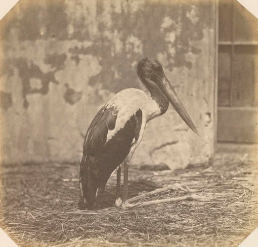 Black necked stork, London Zoo