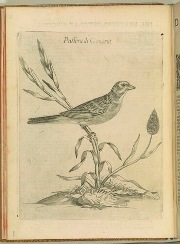 Uccelliera overo discorso della natura e proprieta di diversi uccelli e in particolare di que che cantano, con il modo di prendergli. . . Uccelliera overo discorso della natura e proprieta di diversi uccelli e in particolare di que che cantano, con il modo di prendergli. . .