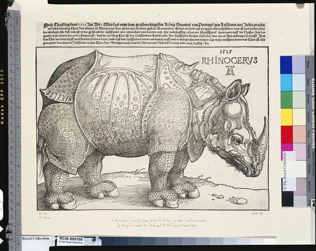 A rhinoceros