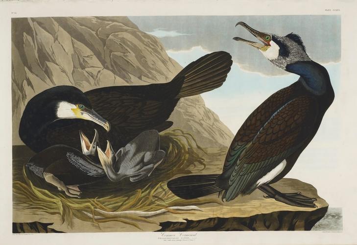 The Birds of America, from original drawings ; v. 3 / by John James Audubon