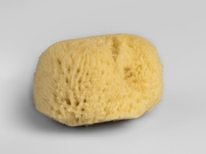 Sponge Sponge