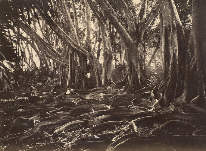 Roots of India-rubber trees